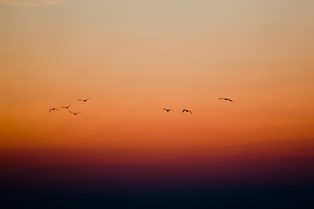 Gabbiani al tramonto