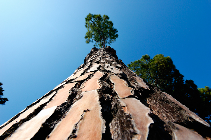 Albero... Alberato!!!