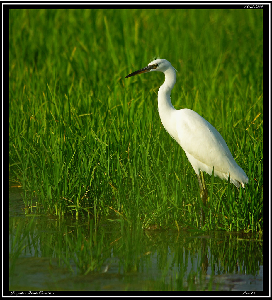 Garzetta # 8