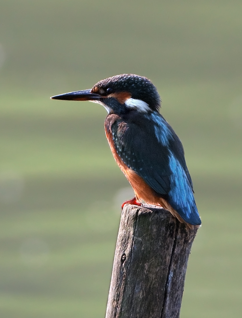 Martino in controluce