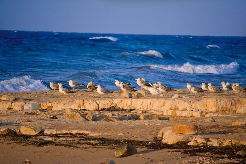 L'attesa dei gabbiani