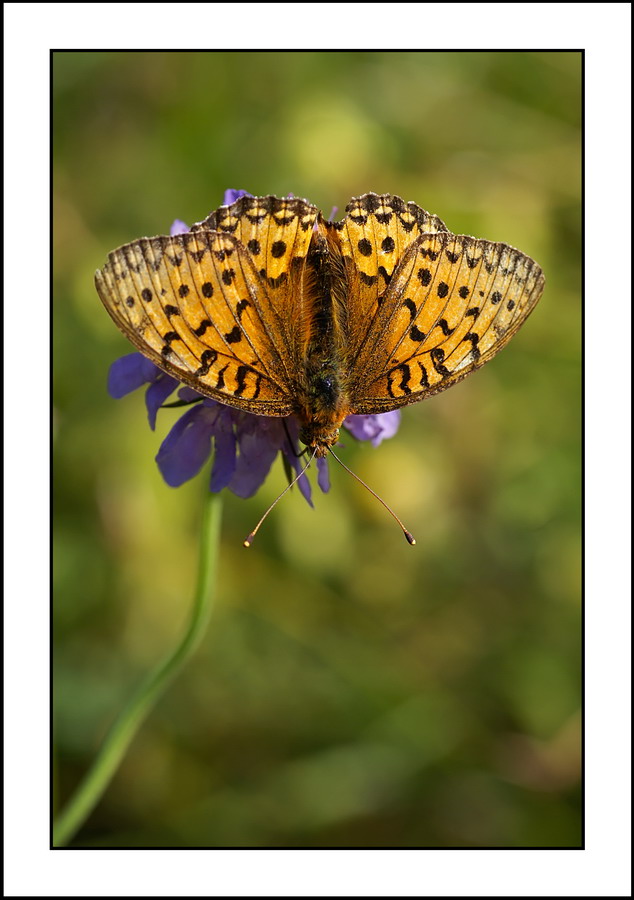 Fiore con petali di farfalla