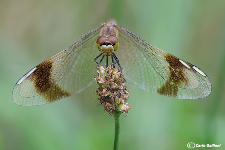 Sympetrum pedemontanum