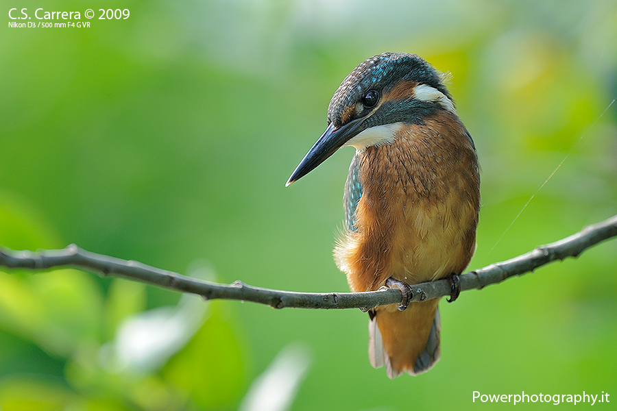 Martino in controluce