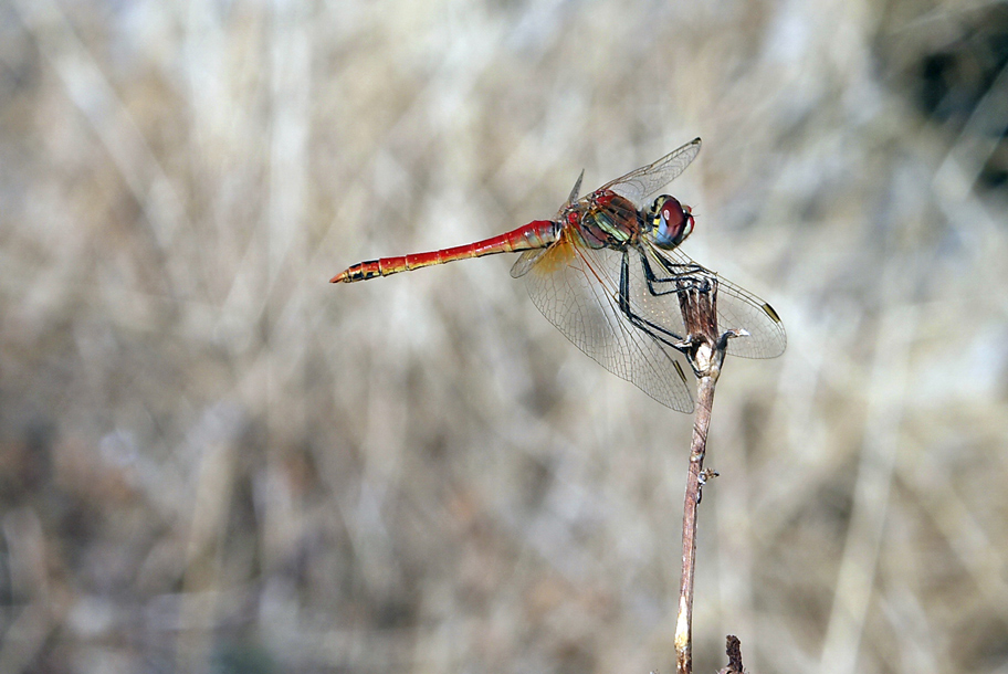 la mia prima libellula