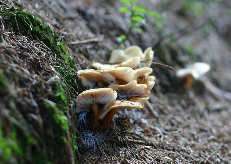 Funghi