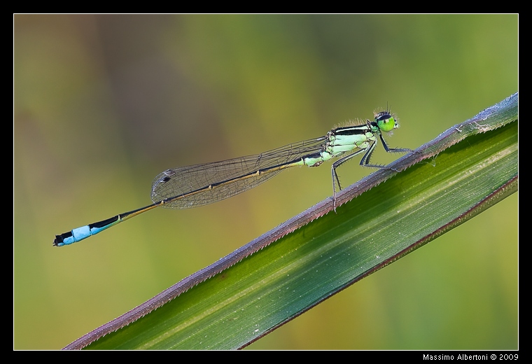 Ischnura elegans (maschio immaturo)