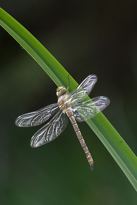 Aeshna_cyanea