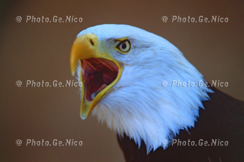 Aquila di mare americana