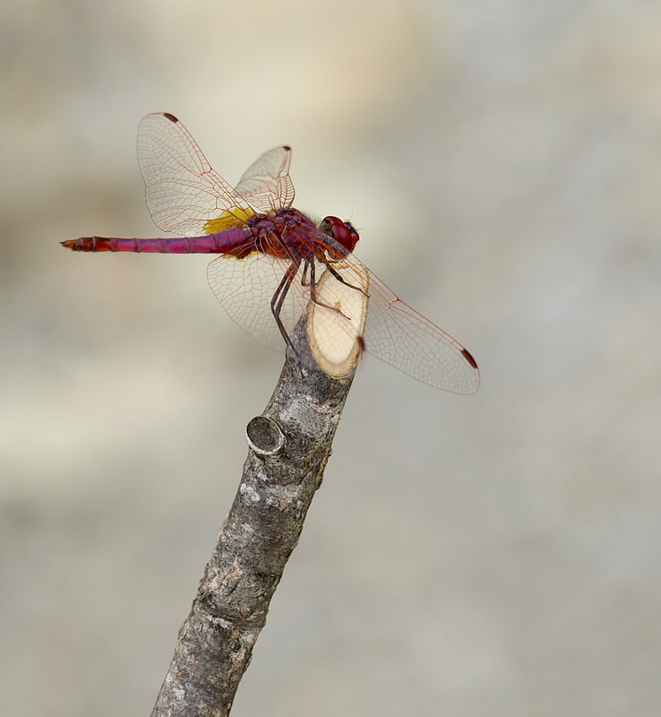 dragonfly
