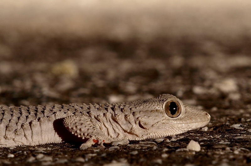 geko