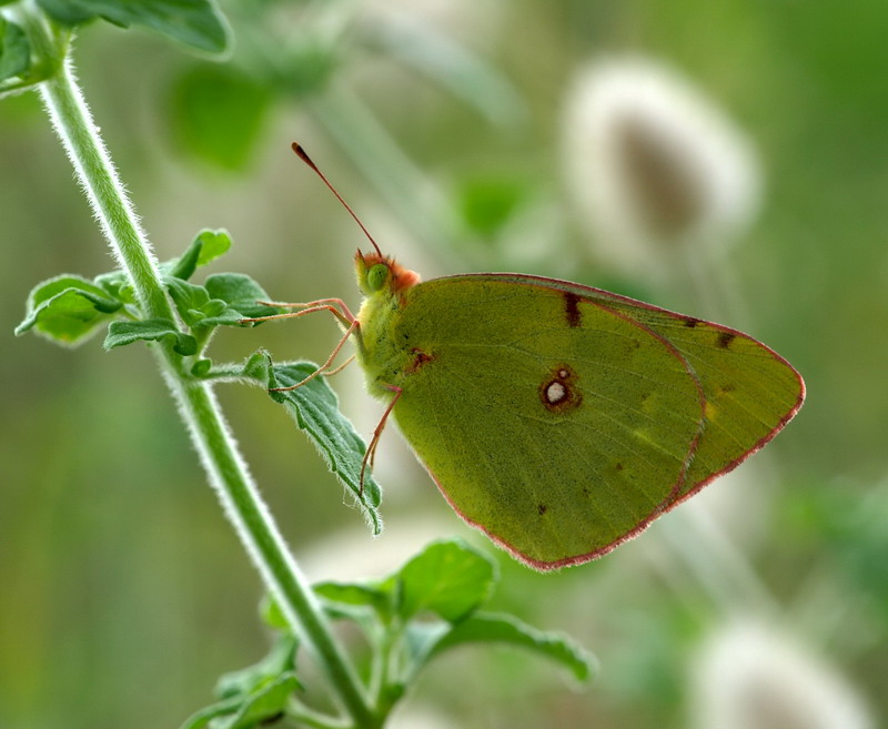 butterfly controluce