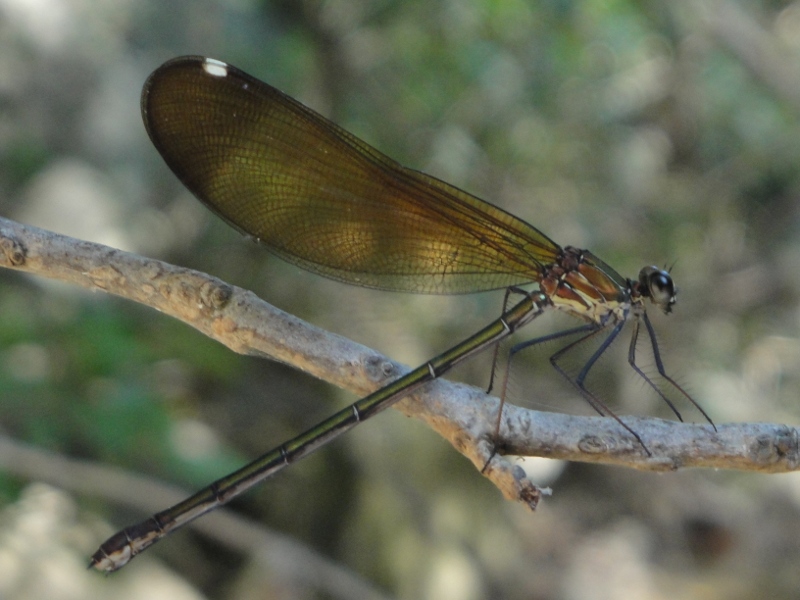 libellula