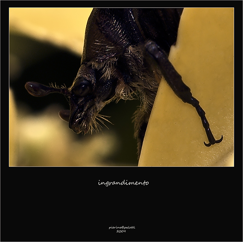 sembra un pipistrello