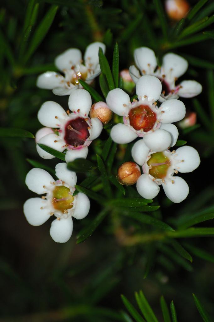 Waxflower