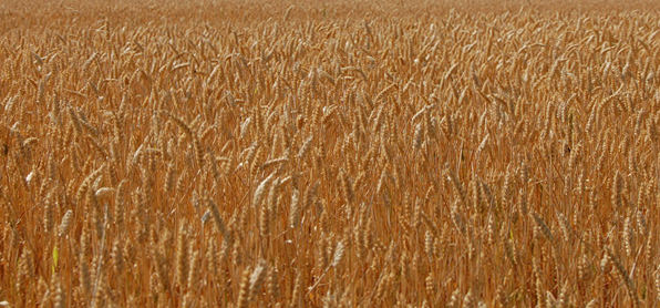 Andiamo a mietere il grano