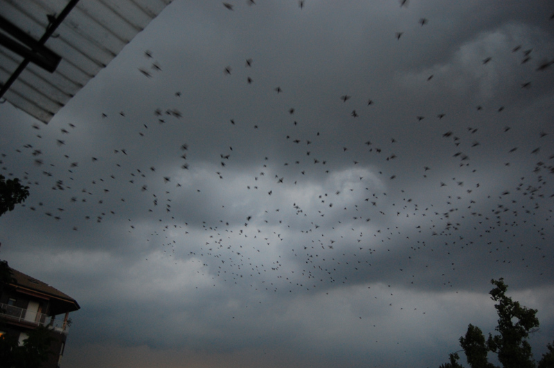 Uccelli che scappano dal temporale