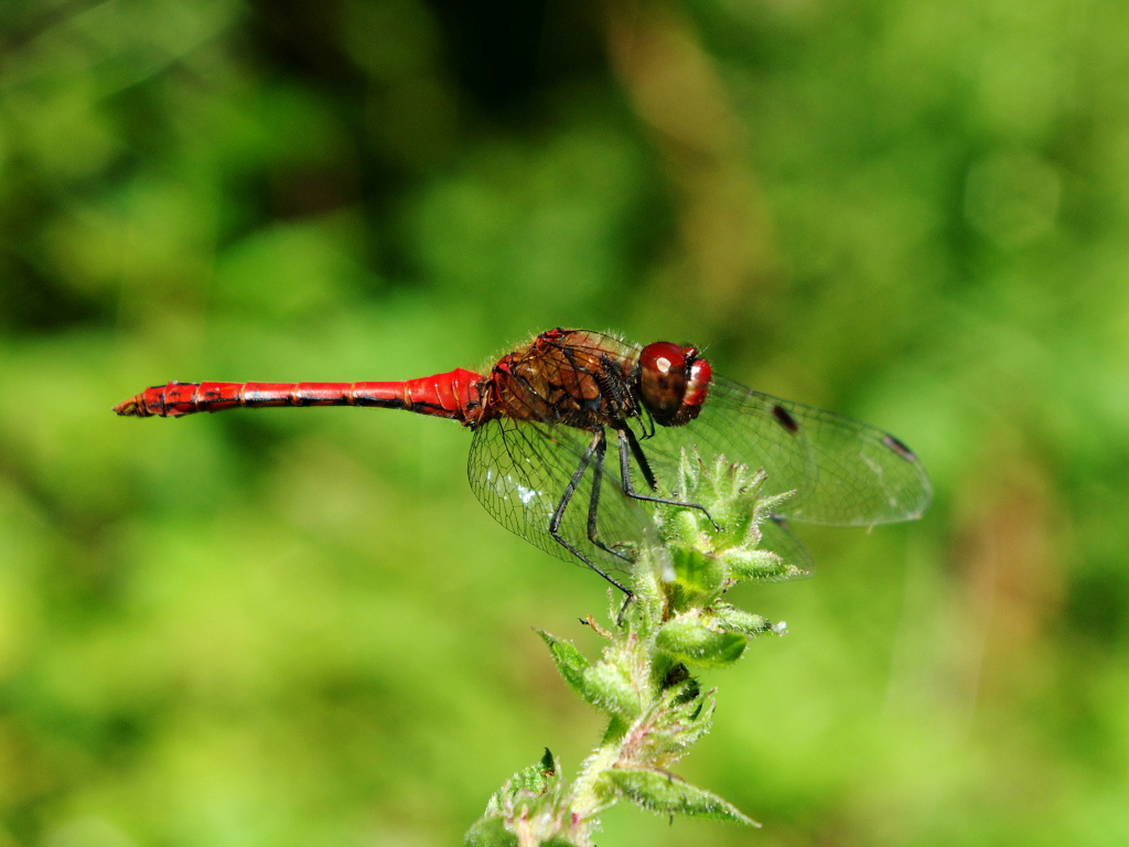 Libellula