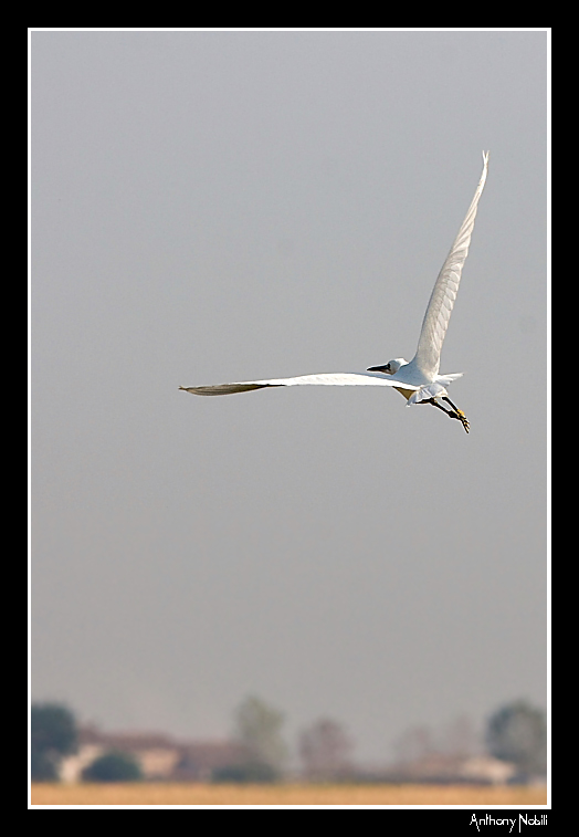 basta ! torno a casa... ( airone )