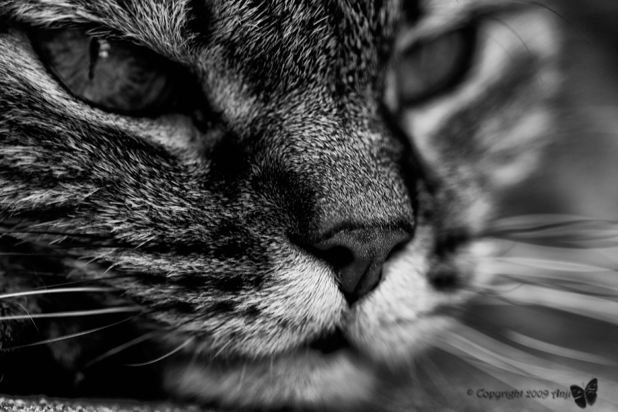::: SGUARDO FELINO :::
