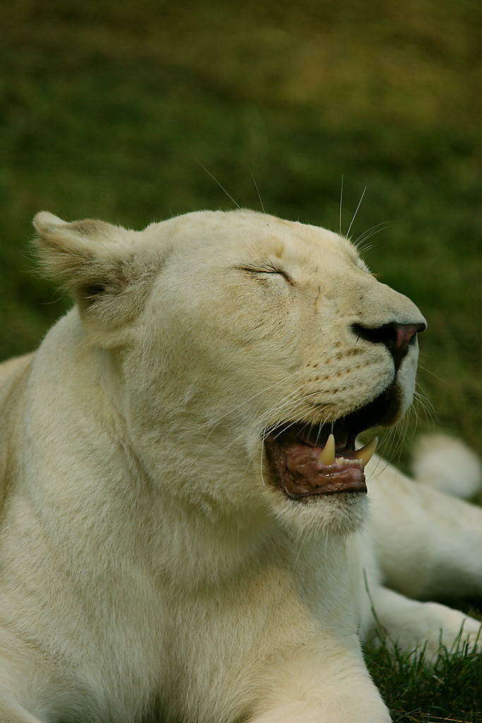 Che noia! Che barba!