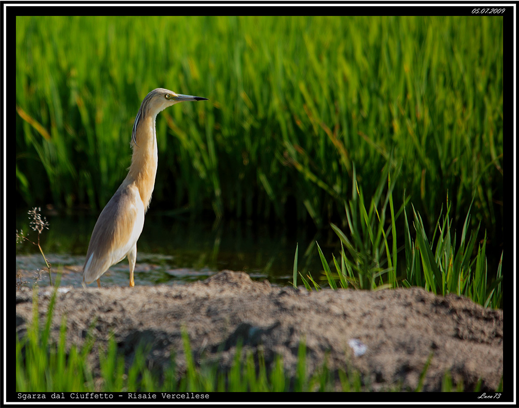 Sgarza dal Ciuffetto # 3