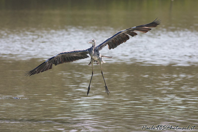 ...airone cinerino con una strana posa