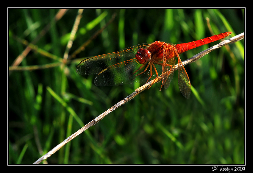 Libellula sui prati del Po
