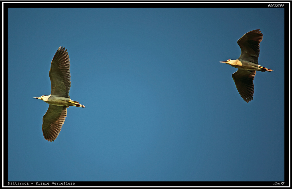 Nitticora # 5 - coppia in volo