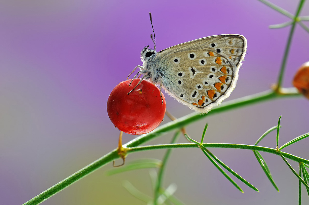 Licenide controluce 2