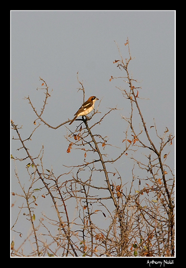 Averla capirossa ambientata