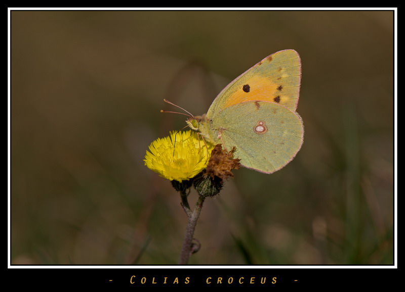 colias