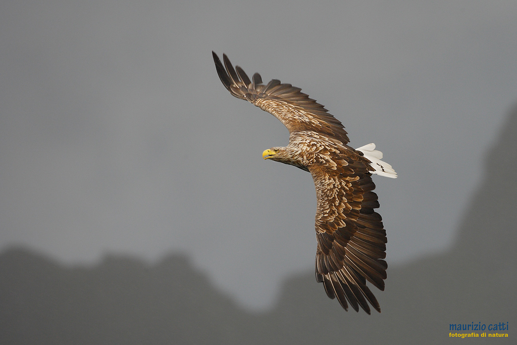 Aquila di mare-Haliaeetus albicilla
