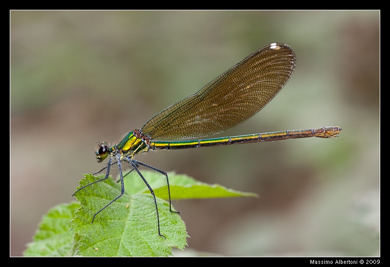 Calopteryx splendens (femmina)