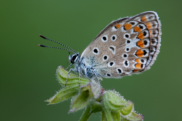 Licenide un po�vissuta