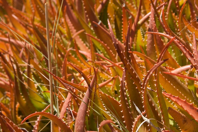 Un mare di Aloe