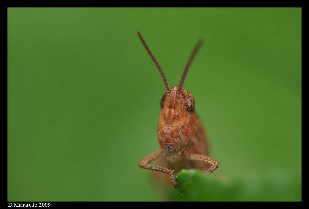 Cavalletta...modello!