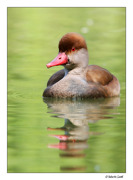 Fistione turco scolorito