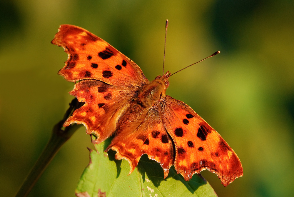 Le ali della Vanessa C