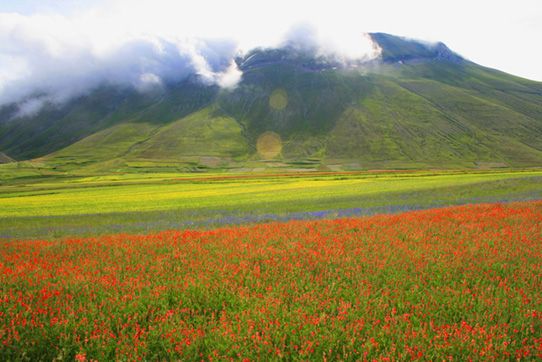 Fioritura sotto il Vettore