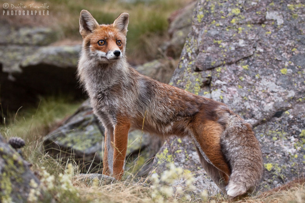 Volpe al gran Paradiso