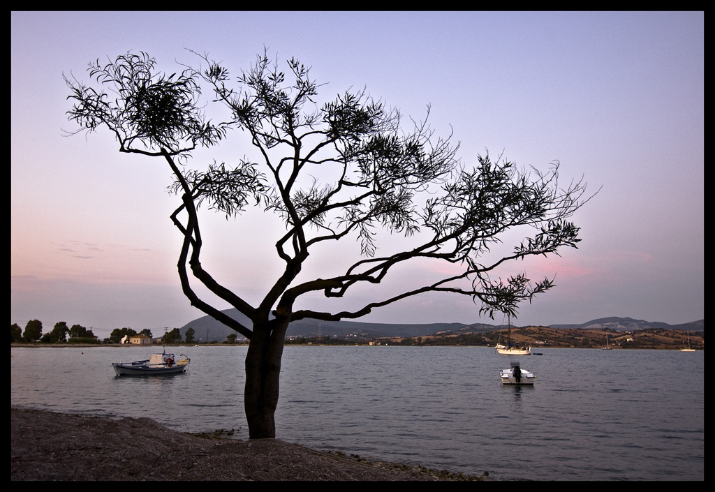 Tree and boats