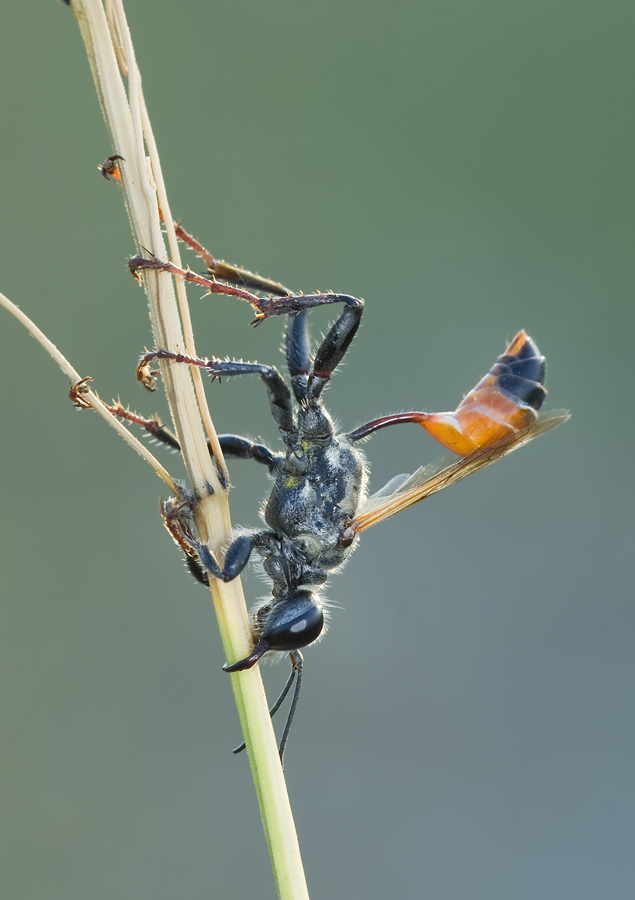 politico italiano forse