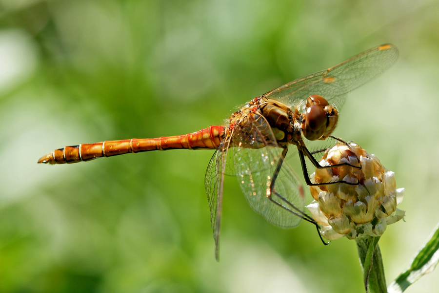 libellula