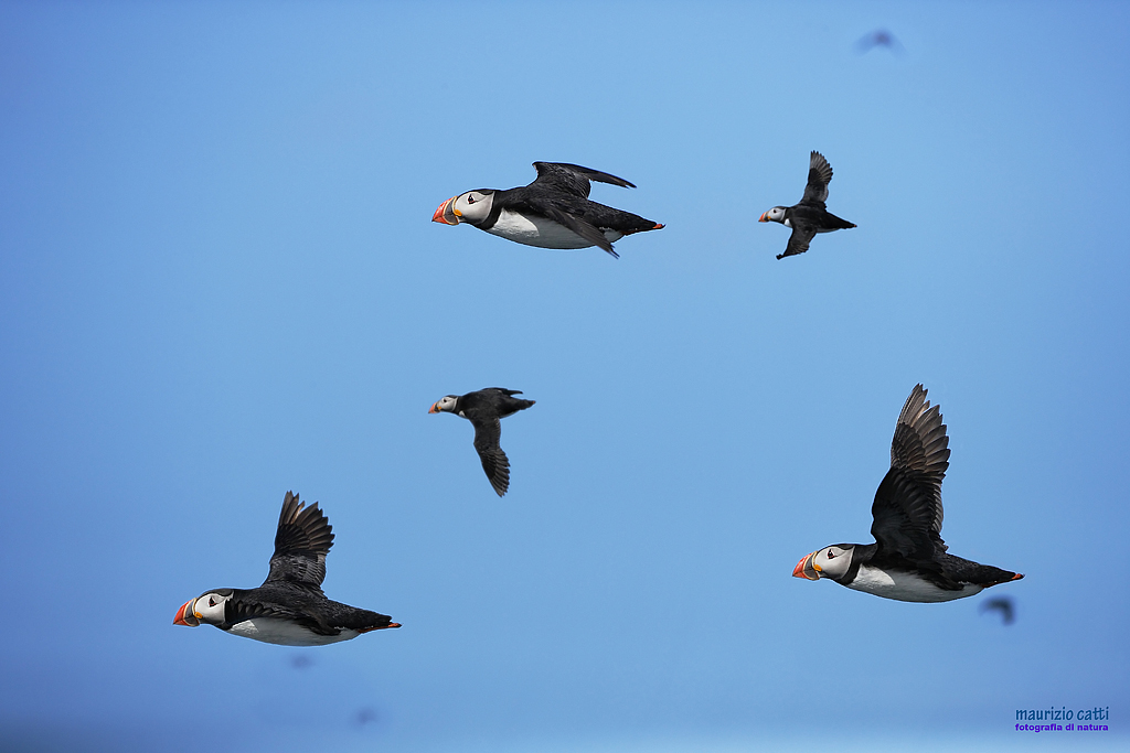 Pulcinella di mare in volo