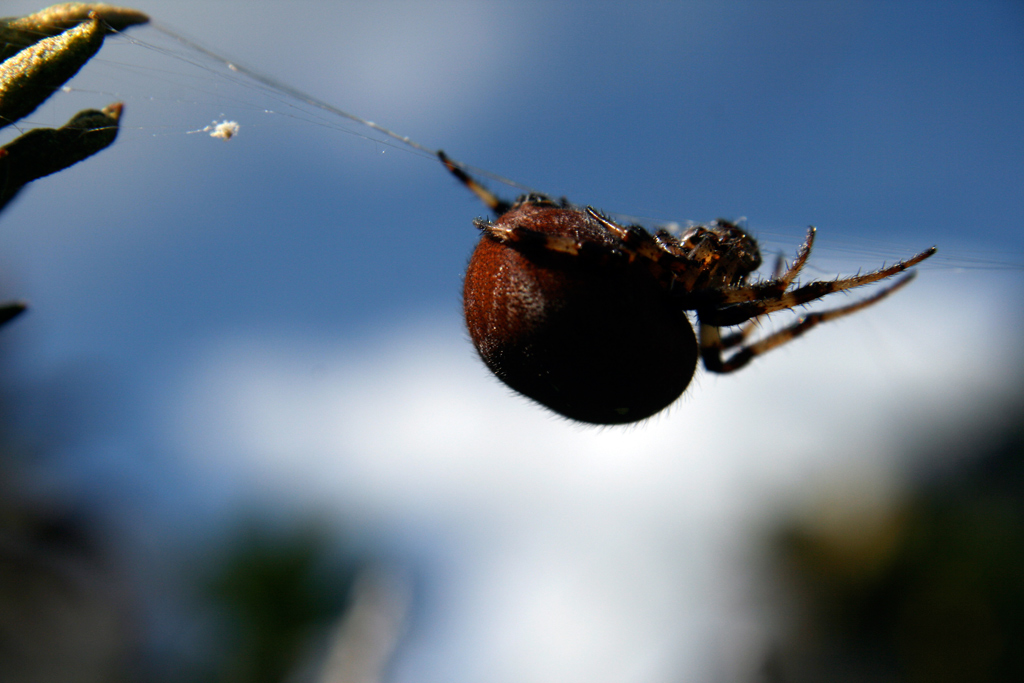..il ragno del mirtillo !