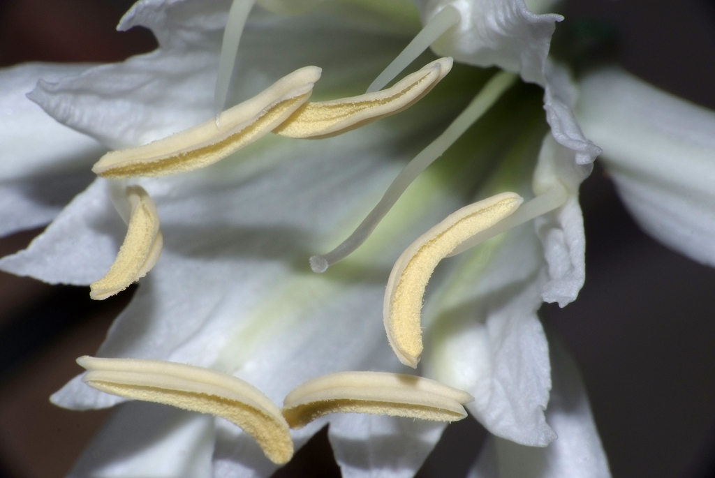 Fuoriuscito dalla sabbia marina