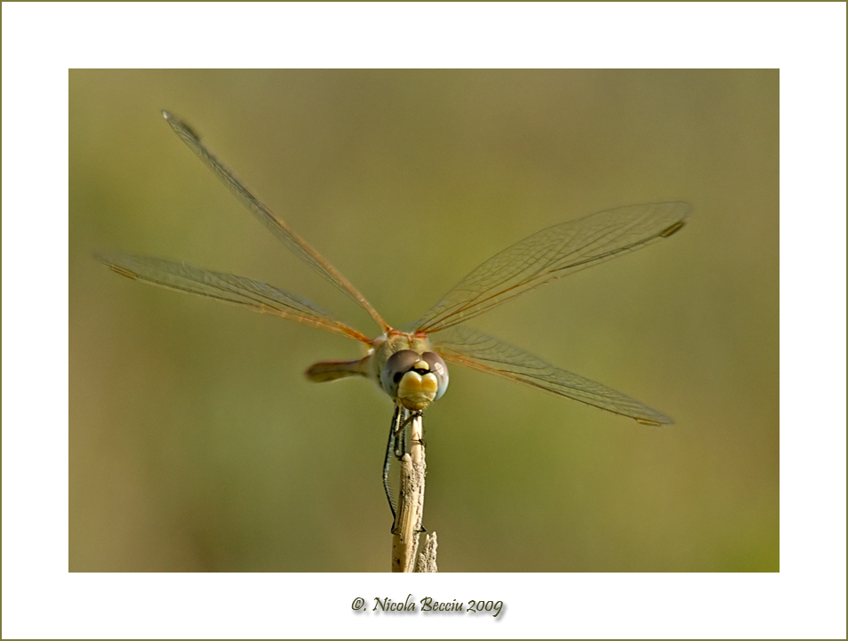 Libellula