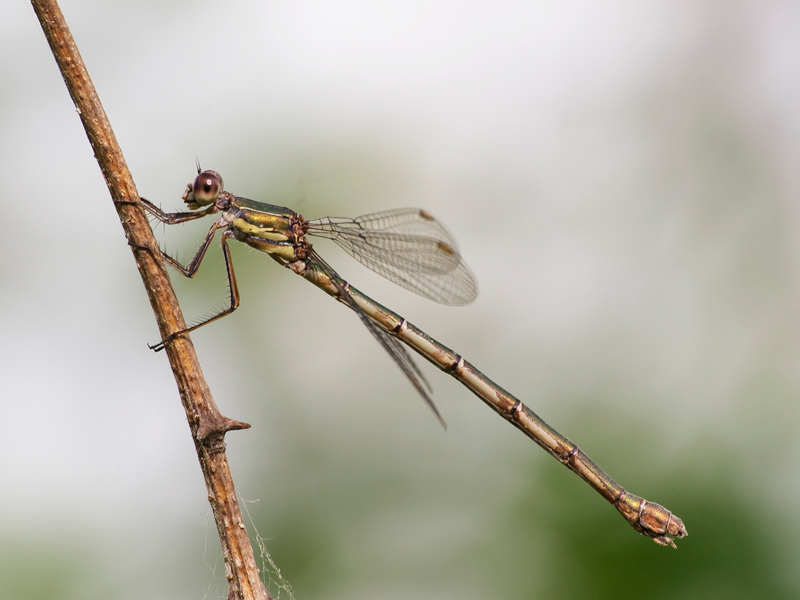 libellula