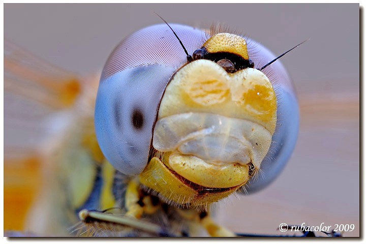 Fototessera alla libellula
